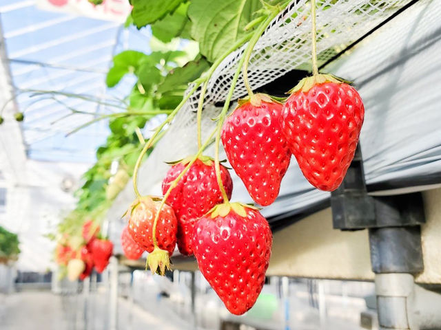 6品種の完熟イチゴを食べ比べしよう!_strawberryfarm シャインベリー