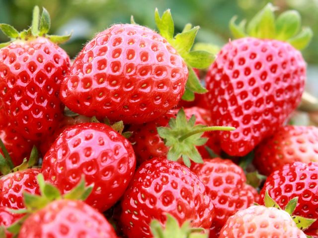 摘みたてイチゴをどうぞ_strawberryfarm シャインベリー