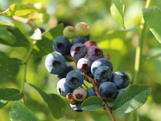 美味しいブルーベリーがこんなにたくさん実っています_Blueberry Farm Suzuki