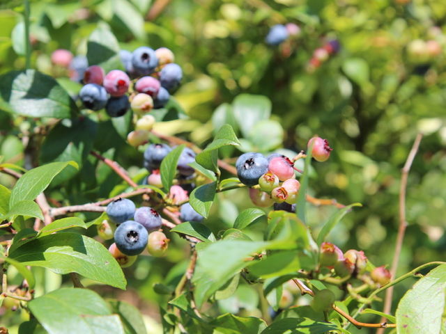 Blueberry Farm Suzuki