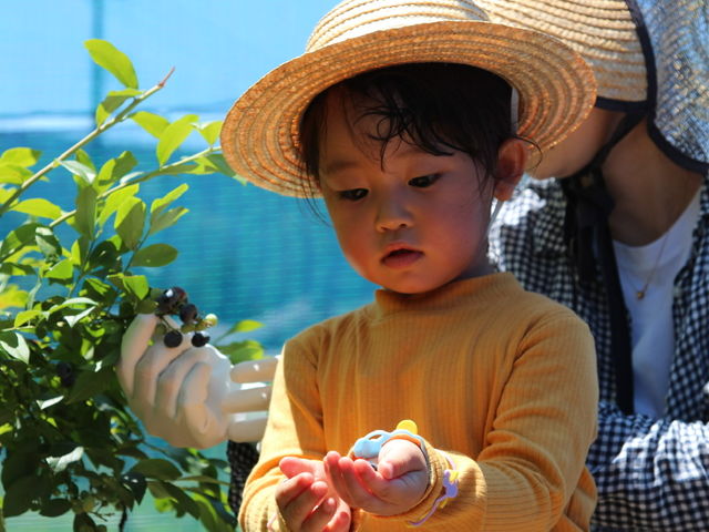 小さいお子様でも安心♪
メジャーでないブルーベリー狩りをご家族皆さんでお楽しみください!_Blueberry Farm Suzuki