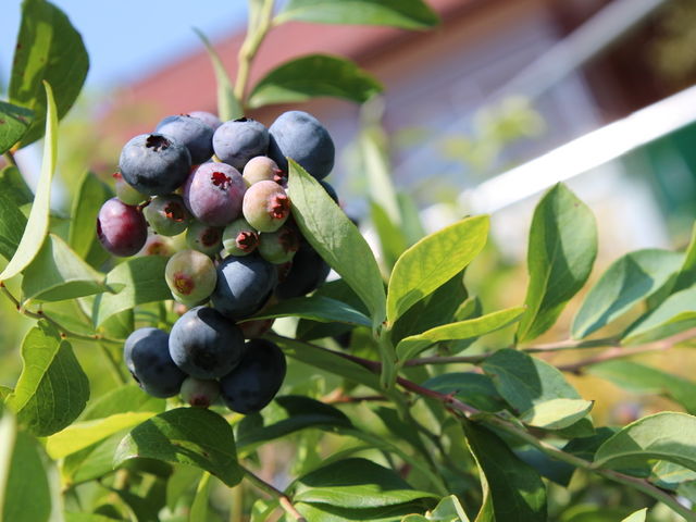 採りたてのブルーベリーは絶品です_Blueberry Farm Suzuki