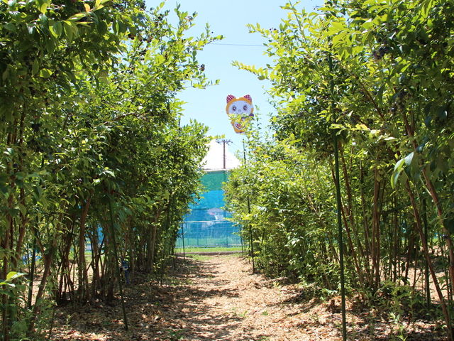歩きやすいように栽培しているので安心です!_Blueberry Farm Suzuki