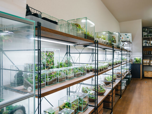 シダ植物とテラリウムのお店_shida design シダデザイン