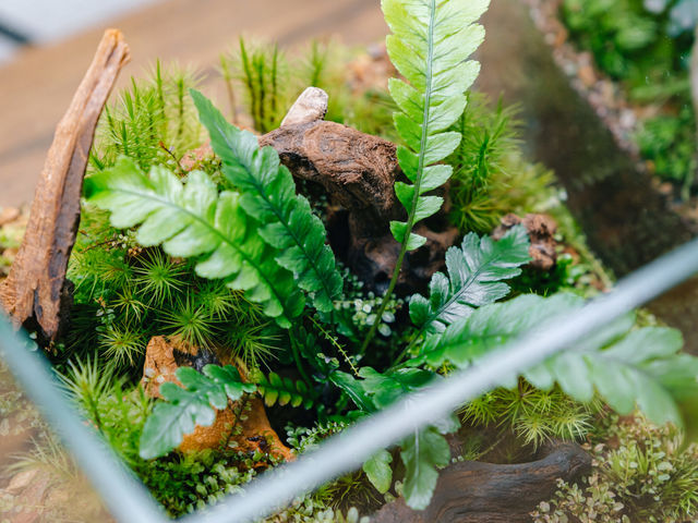 シダ植物と苔にフォーカスしたテラリウム_shida design シダデザイン