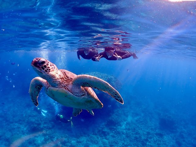 ウミガメと一緒に泳ごう♪_calm石垣島