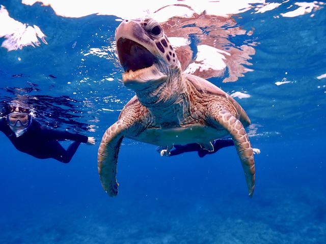至近距離でのウミガメ!!_calm石垣島