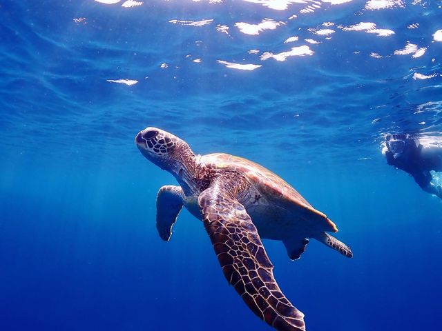 のんびり泳ぐウミガメさん♪_calm石垣島