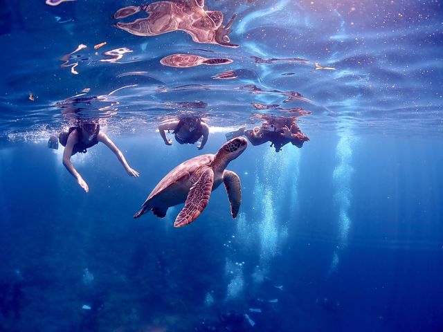 一度見ればウミガメの可愛さにみなさん虜になるの間違いなし♪_calm石垣島