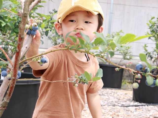 PLAYFARMブルーベリー園