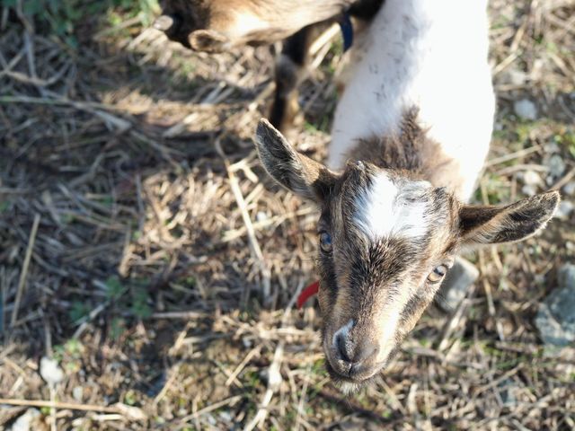 PLAYFARMブルーベリー園
