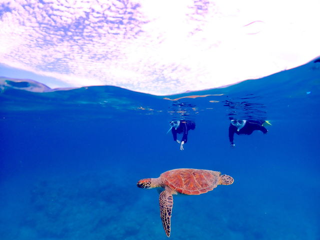 ウミガメとの記念撮影はお任せください♪_ターコイズ石垣島