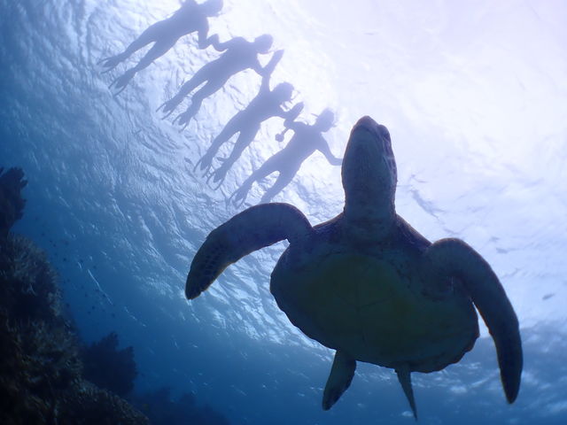 少人数制のため
ウミガメとの写真に知らない人が写り込まない!_ターコイズ石垣島