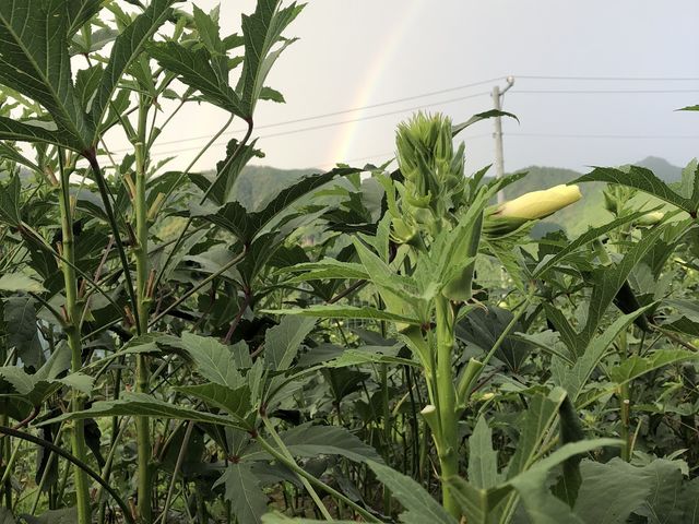 季節の野菜を楽しみながら農作用!_Shoji紀Farm-しょうじきふぁーむ-