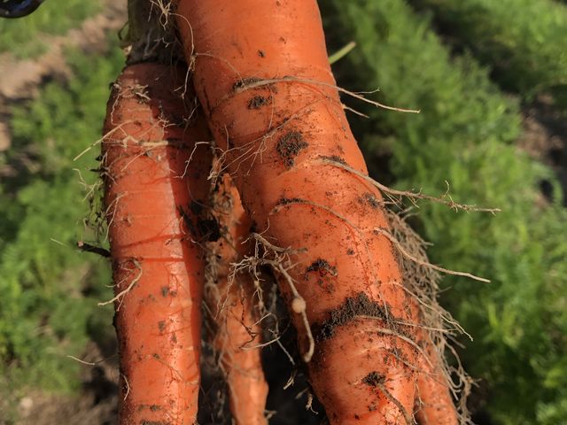 掘れたて人参。かおり良きです!_Shoji紀Farm-しょうじきふぁーむ-