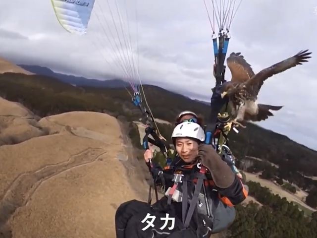 パラホーキング イン ジャパン