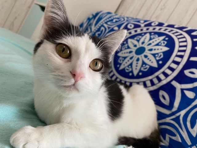とても人懐こい猫ちゃんが総勢12匹います♪_個室型猫カフェ にゃんご