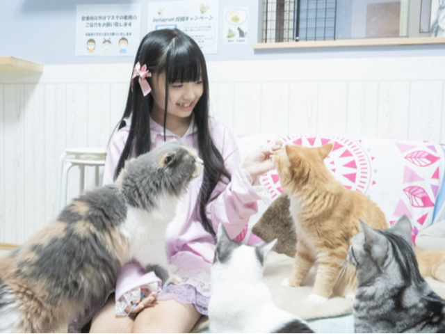 茅ヶ崎にある珍しい個室型猫カフェ♪_個室型猫カフェ にゃんご