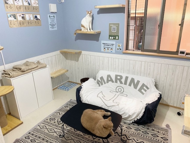 room2(ご利用時はお部屋の行き来は出来ません)_個室型猫カフェ にゃんご