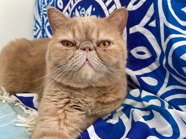人気ナンバーワンのウニくん_個室型猫カフェ にゃんご