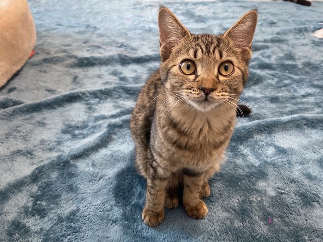 ミックスのマリンちゃん_個室型猫カフェ にゃんご