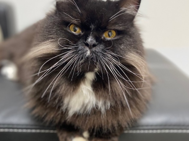 ミヌエットのジジくん_個室型猫カフェ にゃんご