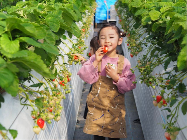 SEN's Berry Farm