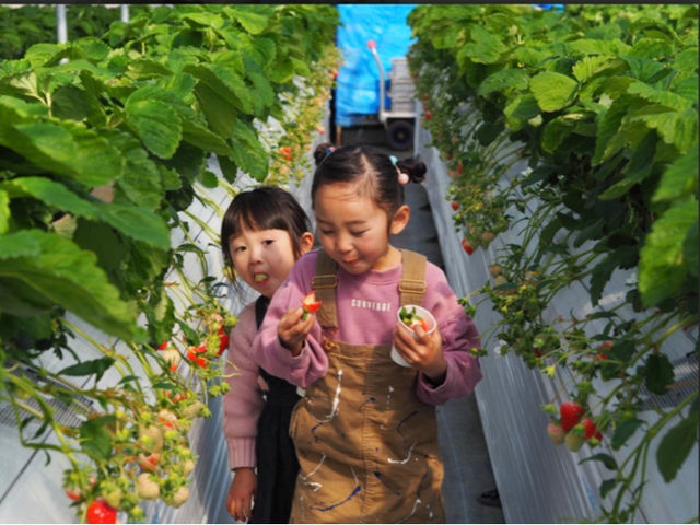 SEN's Berry Farm
