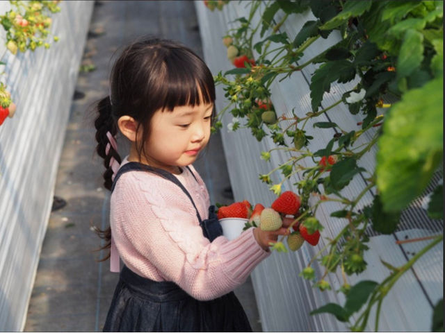 SEN's Berry Farm