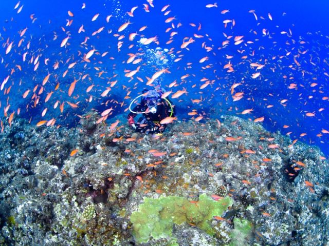 魚たちが乱舞しているポイントも_EARTH-LENS