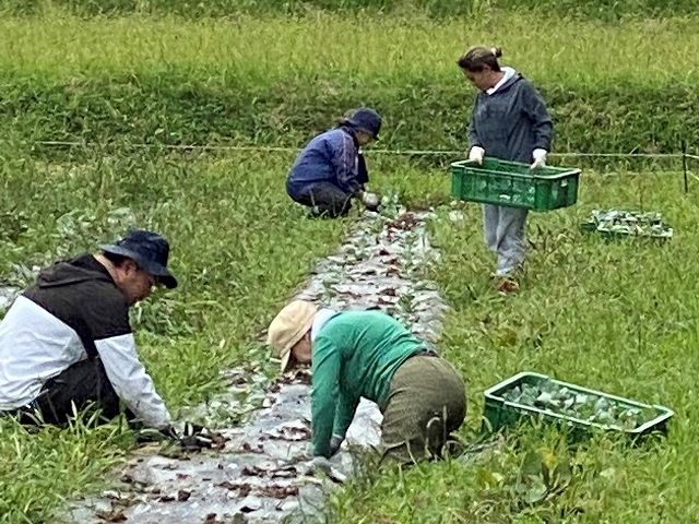 定植体験お盆あとから定植した野菜はまた収穫可能_リンクスフォレスト