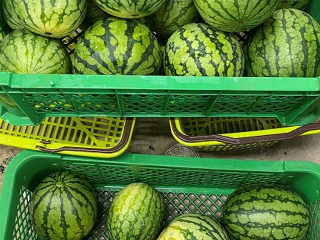 スイカで夏気分収穫体験お盆頃_リンクスフォレスト