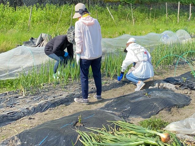6月頃は玉ねぎ収穫体験_リンクスフォレスト