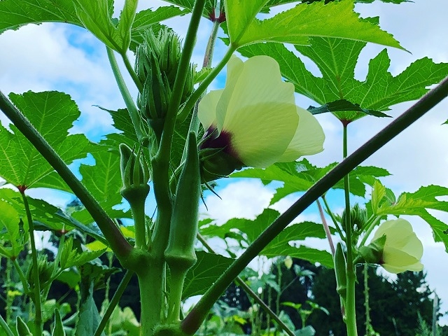 色々な種類のオクラ収穫体験(夏期)_リンクスフォレスト