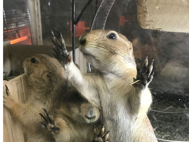 プレーリードッグと触れ合えます_うさぎさん