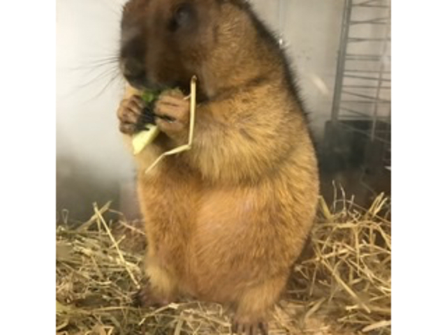 うさぎさん