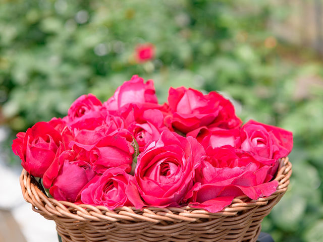 Rose Cheek