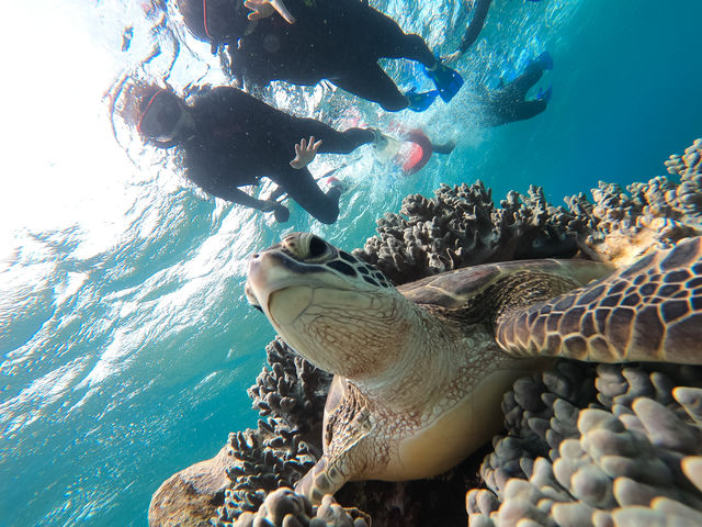 ウミガメに出会えるシュノーケルツアー_マーレ石垣島