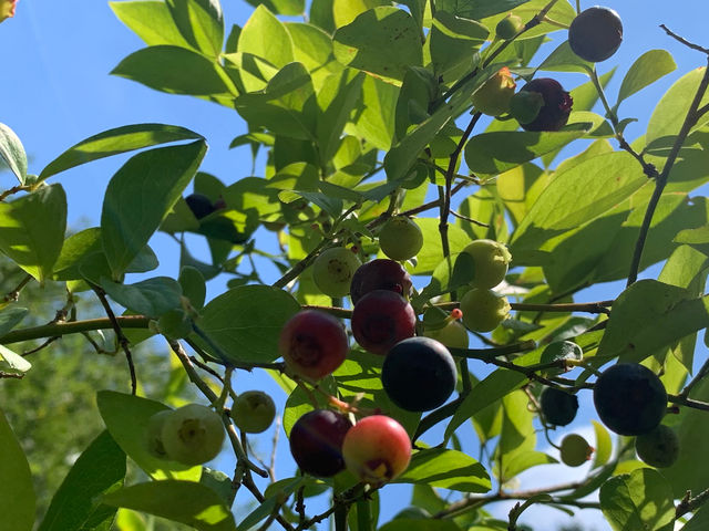 秋のブルーベリーです。夏の日差しを受け収穫を迎えています。_北村ブルーベリー農園