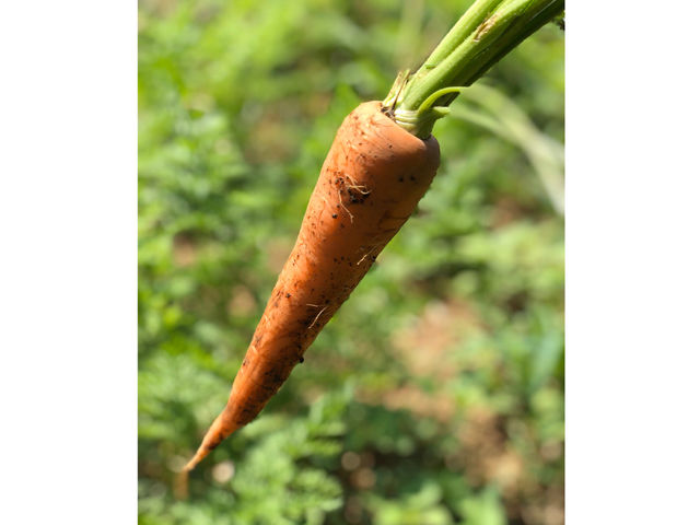 安心元気野菜・甘くてジューシーです_やまみずき農園