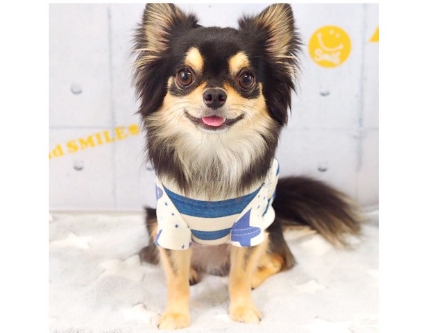 初心者向け犬服教室 SMC+work_SMC+work KYOTO犬服教室
