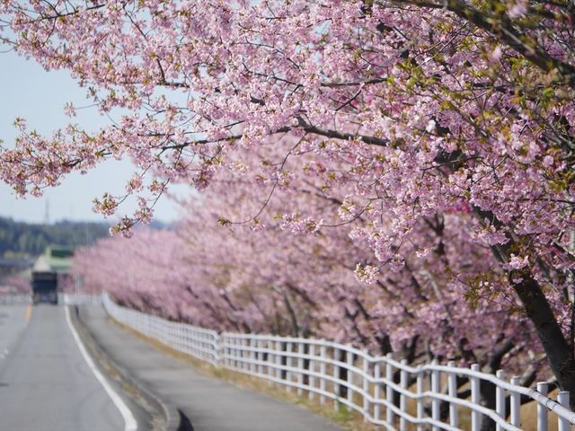 坂口谷川沿いの河津桜