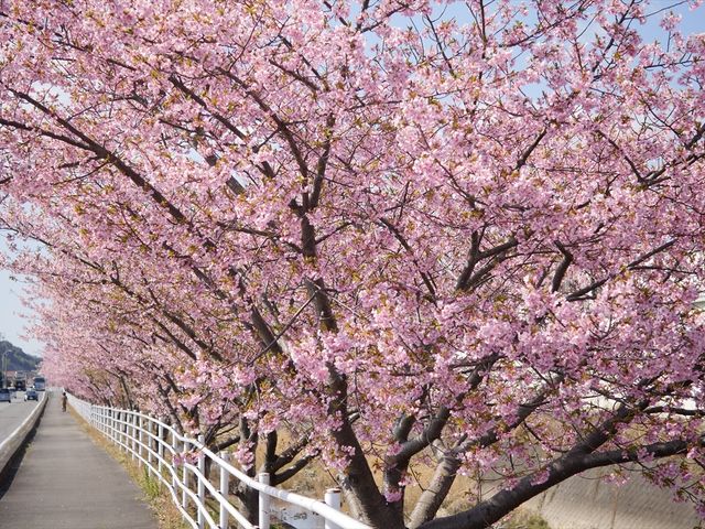 坂口谷川沿いの河津桜