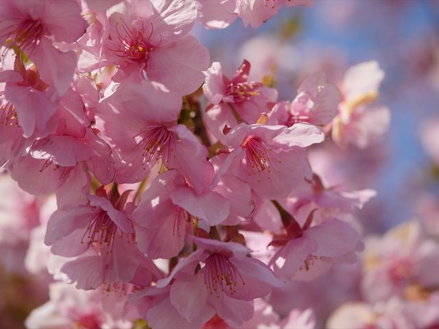 坂口谷川沿いの河津桜