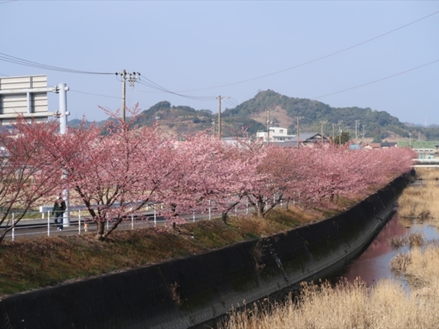 坂口谷川沿いの河津桜
