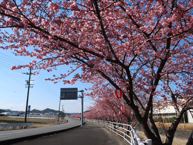 坂口谷川沿いの河津桜