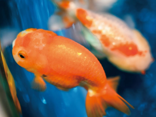AQUARIUM×ART atoa