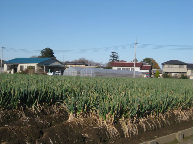 ねぎ畑と作業場_馬場ファミリー農園