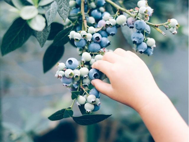 「最高の味」を自分の手で摘み採って味わい、楽しんでください!_アオニサイファームブルーベリー観光農園