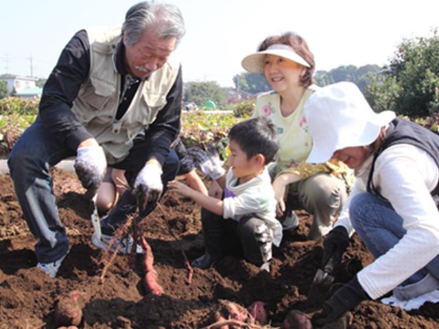 さつまいも掘り_成田ファームランド